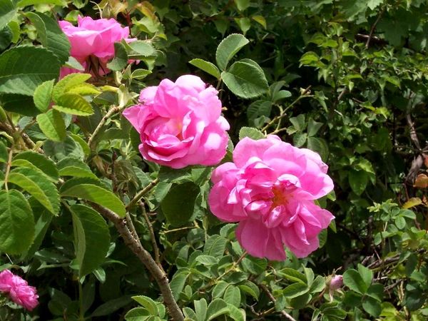 #htmlcaption Vallée des roses