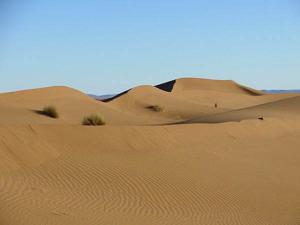 Dunes Oasis Oued draa