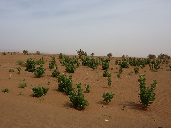 #htmlcaption Draa et dunes de Chegaga