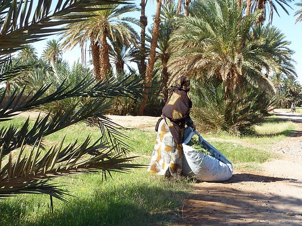 Draa et dunes de Chegaga