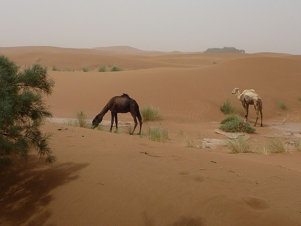 #htmlcaption Draa et dunes de Chegaga