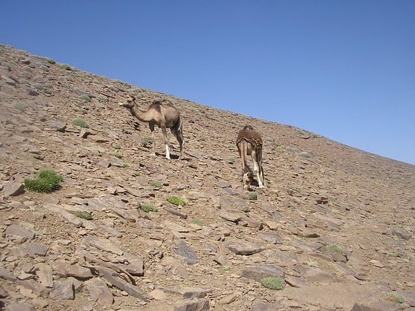 Terres de transhumance