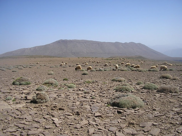 Terres de transhumance