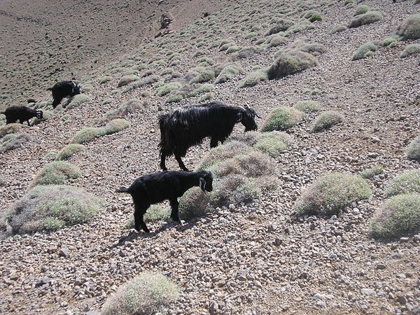 Terres de transhumance